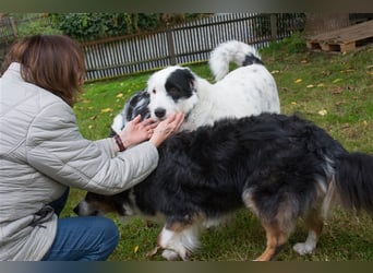 MIRA, Hündin, 3 Jahre jung, sucht ein liebevolles Zuhause und lange Spaziergänge