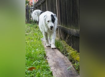 MIRA, Hündin, 3 Jahre jung, sucht ein liebevolles Zuhause und lange Spaziergänge