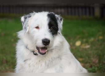 MIRA, Hündin, 3 Jahre jung, sucht ein liebevolles Zuhause und lange Spaziergänge