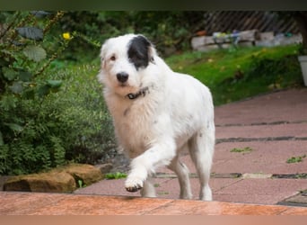 MIRA, Hündin, 3 Jahre jung, sucht ein liebevolles Zuhause und lange Spaziergänge