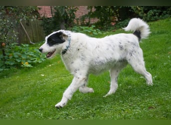 MIRA, Hündin, 3 Jahre jung, sucht ein liebevolles Zuhause und lange Spaziergänge