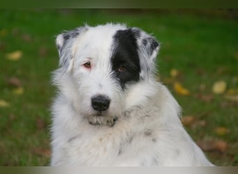 MIRA, Hündin, 3 Jahre jung, sucht ein liebevolles Zuhause und lange Spaziergänge