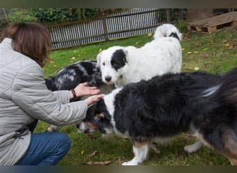 MIRA, Hündin, 3 Jahre jung, sucht ein liebevolles Zuhause und lange Spaziergänge