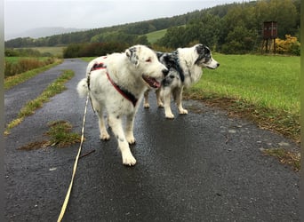 MIRA, Hündin, 3 Jahre jung, sucht ein liebevolles Zuhause und lange Spaziergänge
