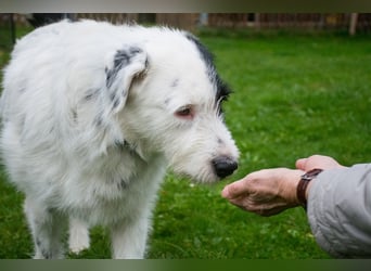 MIRA, Hündin, 3 Jahre jung, sucht ein liebevolles Zuhause und lange Spaziergänge