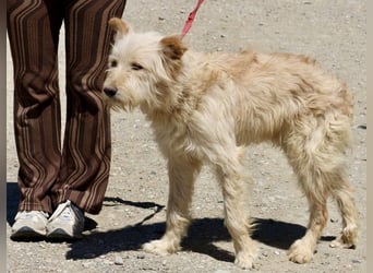 Pelu, vorsichtig, lernwillig, gut sozialisiert