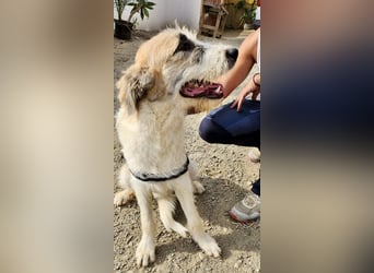 Fussel / Gala , verspielt, zutraulich und freundlich