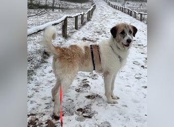 Fussel - verschmust und jung - BEREITS IN DEUTSCHLAND