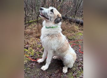 Fussel / Gala , verspielt, zutraulich und freundlich