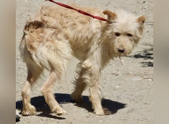 Pelu, vorsichtig, lernwillig, gut sozialisiert