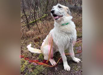 Fussel - verschmust und jung - BEREITS IN DEUTSCHLAND