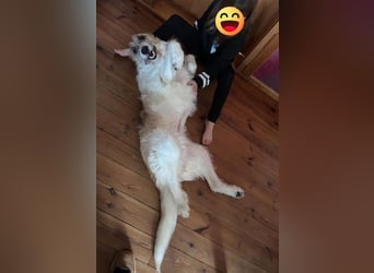 Fussel / Gala , verspielt, zutraulich und freundlich