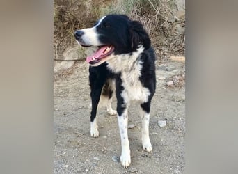 Junior - freundlich und lernwillig
