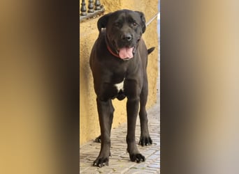 Xena - zutraulich, verschmust und lernwillig