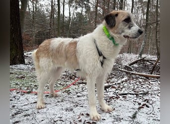 Fussel / Gala , verspielt, zutraulich und freundlich