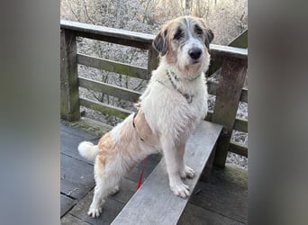 Fussel - verschmust und jung - BEREITS IN DEUTSCHLAND