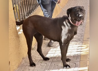 Xena - zutraulich, verschmust und lernwillig