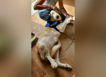 Fussel / Gala , verspielt, zutraulich und freundlich