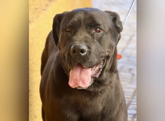 Xena - zutraulich, verschmust und lernwillig