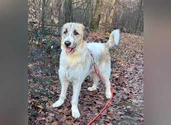 Fussel - verschmust und jung - BEREITS IN DEUTSCHLAND