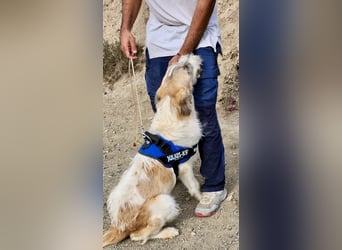 Fussel / Gala , verspielt, zutraulich und freundlich