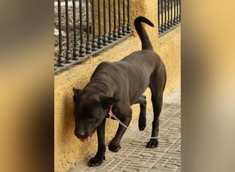 Xena - zutraulich, verschmust und lernwillig