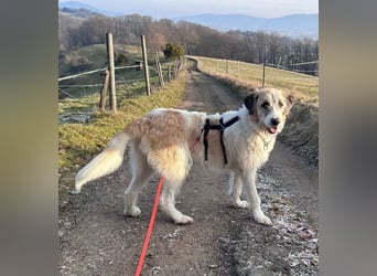 Fussel - verschmust und jung - BEREITS IN DEUTSCHLAND