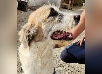 Fussel / Gala , verspielt, zutraulich und freundlich