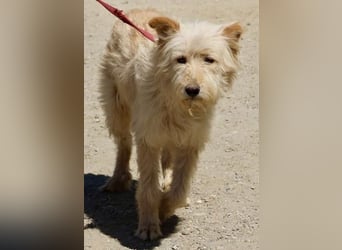 Pelu, vorsichtig, lernwillig, gut sozialisiert