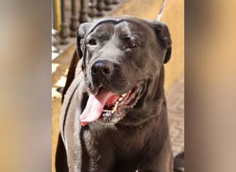 Xena - zutraulich, verschmust und lernwillig