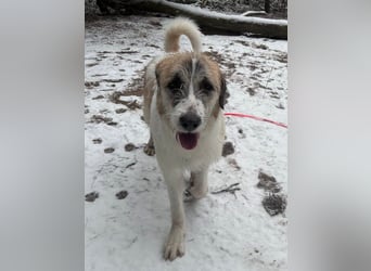 Fussel - verschmust und jung - BEREITS IN DEUTSCHLAND