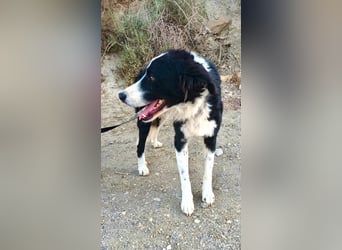 Junior - freundlich und lernwillig