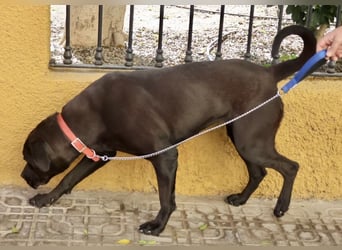 Xena - zutraulich, verschmust und lernwillig