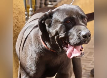 Xena - zutraulich, verschmust und lernwillig