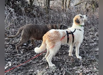 Fussel - verschmust und jung - BEREITS IN DEUTSCHLAND