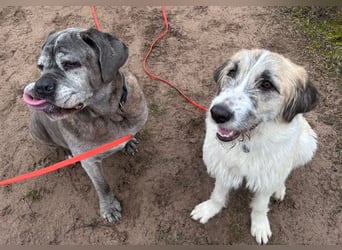 Fussel - verschmust und jung - BEREITS IN DEUTSCHLAND