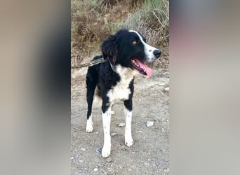 Junior - freundlich und lernwillig
