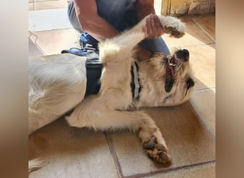 Fussel / Gala , verspielt, zutraulich und freundlich