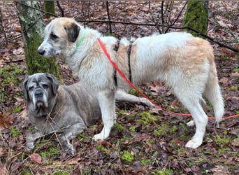 Fussel - verschmust und jung - BEREITS IN DEUTSCHLAND