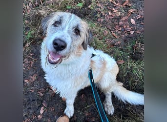 Fussel - verschmust und jung - BEREITS IN DEUTSCHLAND