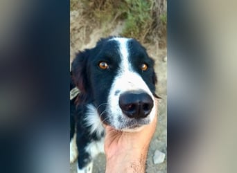 Junior - freundlich und lernwillig