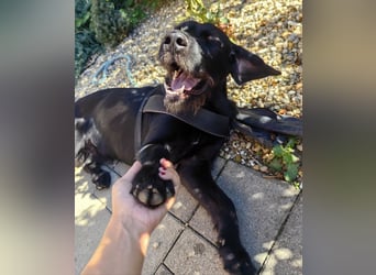 Capko – schwarz, hübsch und einfach nur toll………….