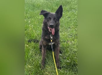 Vermittlungshilfe für Layla, sie möchte endlich ankommen dürfen