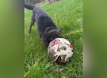 Vermittlungshilfe für Layla, sie möchte endlich ankommen dürfen