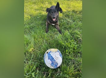 Vermittlungshilfe für Layla, sie möchte endlich ankommen dürfen