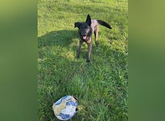Vermittlungshilfe für Layla, sie möchte endlich ankommen dürfen