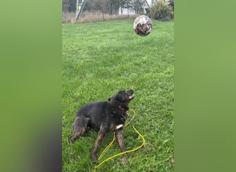 Vermittlungshilfe für Layla, sie möchte endlich ankommen dürfen