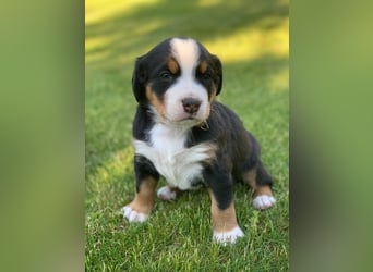 Wunderschöne Swissydog-Welpen mit Papieren