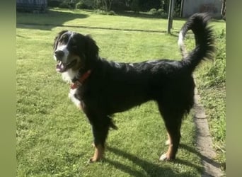 Wunderschöne Swissydog-Welpen mit Papieren