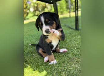 Wunderschöne Swissydog-Welpen mit Papieren